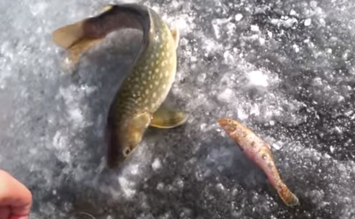 Пойманная сахалинским рыбаком кунджа выплюнула на льду другую рыбу