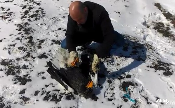 Запутавшегося в сетях белоплечего орлана спасли в Холмском районе