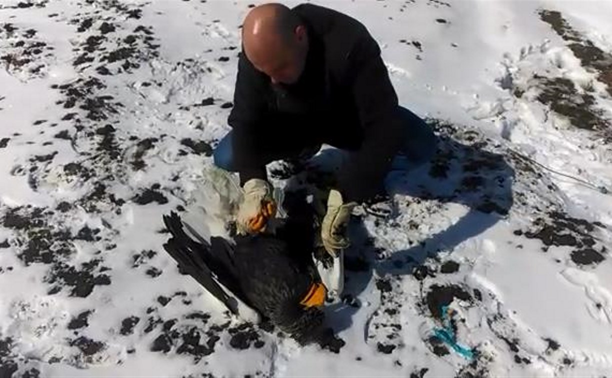 Запутавшегося в сетях белоплечего орлана спасли в Холмском районе