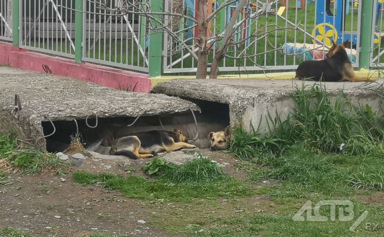 Следователи разбираются в истории со стаей собак, набросившейся на ребёнка в Южно-Сахалинске