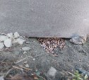 На ярмарке, набережной, в скверах и парке Корсакова уничтожают крыс