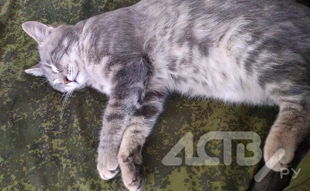 Сахалинские бойцы попросили передать им немного корма для "верных боевых котов" в зоне СВО