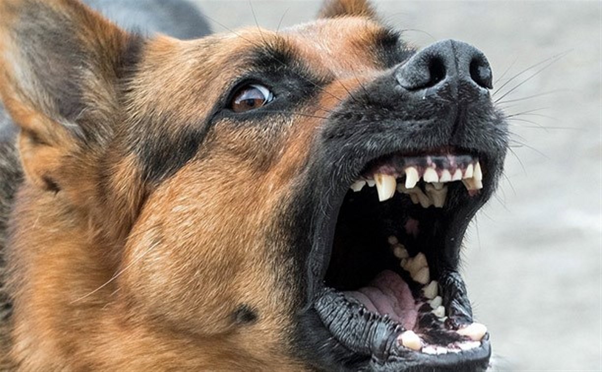 Жители Корсакова опасаются нападения собак на детей на улице Калинина