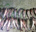 Браконьеров с красной икрой задержали в Макаровском районе