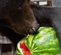 Дерзкое нападение медведя на арбуз произошло в Южно-Сахалинске 