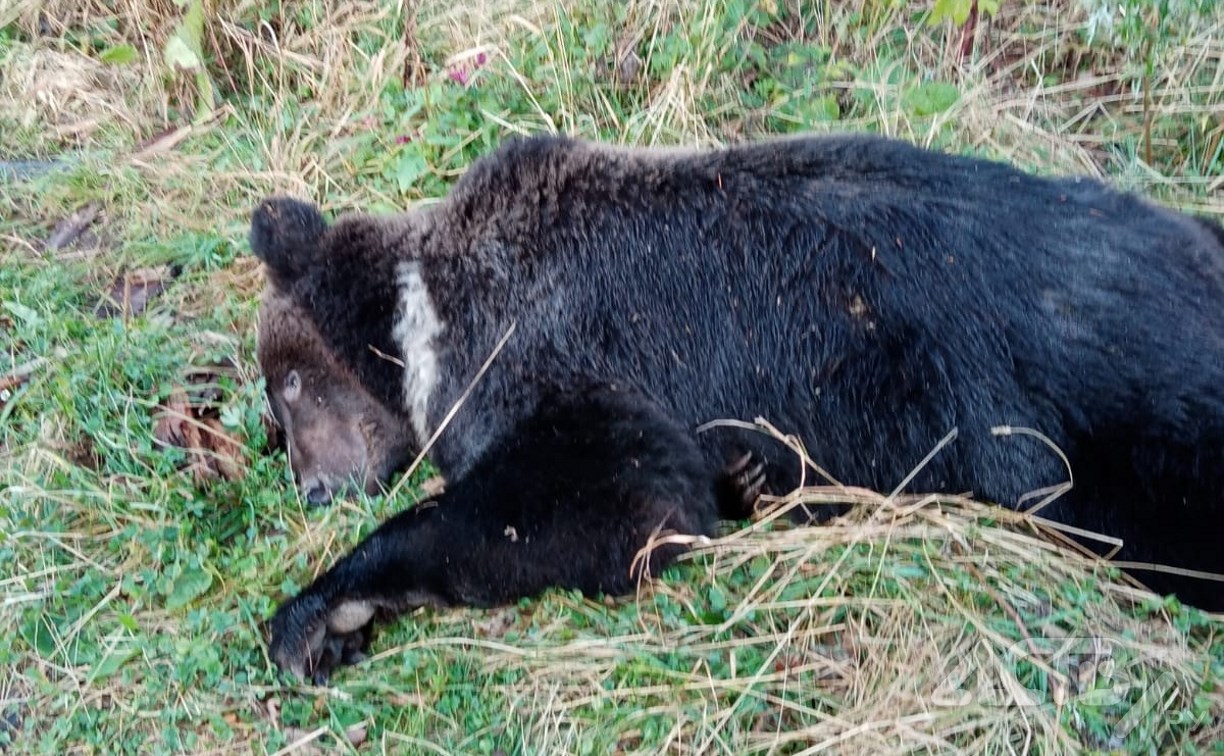 На Сахалине отстрелили медведя, который заглядывал во дворы жителей села Хоэ