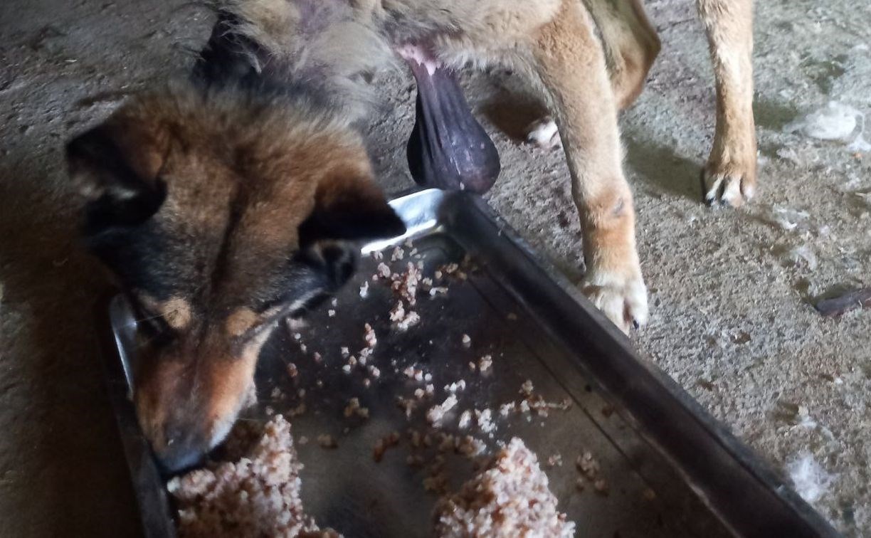 Собаку с огромной опухолью на груди спасают cахалинские зоозащитники