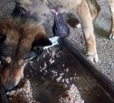 Собаку с огромной опухолью на груди спасают cахалинские зоозащитники