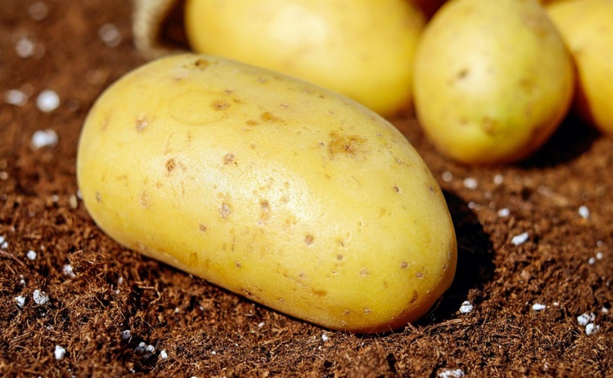 картофель сорт лабадия фото