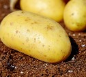 На Сахалине планируют посадить около 2 тысяч гектаров картофеля