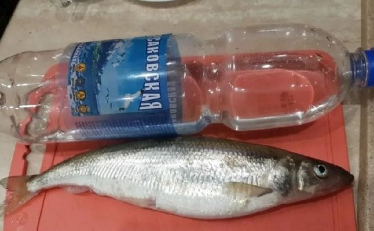 Корюшка размером с бутылку: сахалинские рыбаки похвастались мартовским уловом