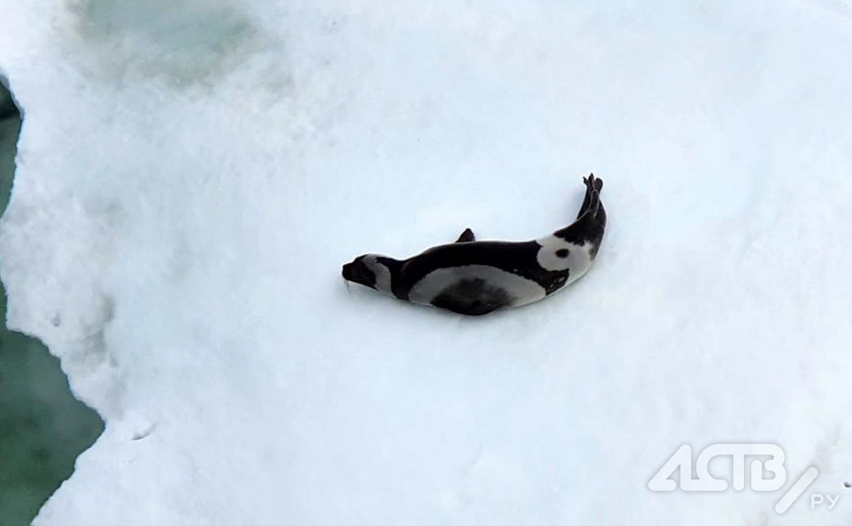 Сахалинцы заметили на льдине полосатого тюленя с сердечком на спине