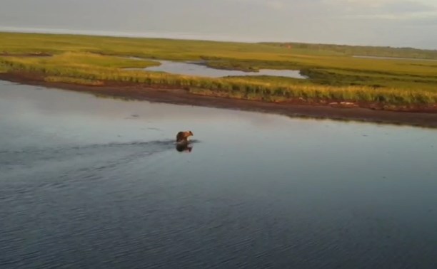 "Единственное, чего не может – летать": на Сахалине сняли медведя, от которого не убежать