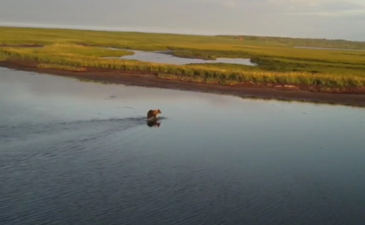 "Единственное, чего не может – летать": на Сахалине сняли медведя, от которого не убежать