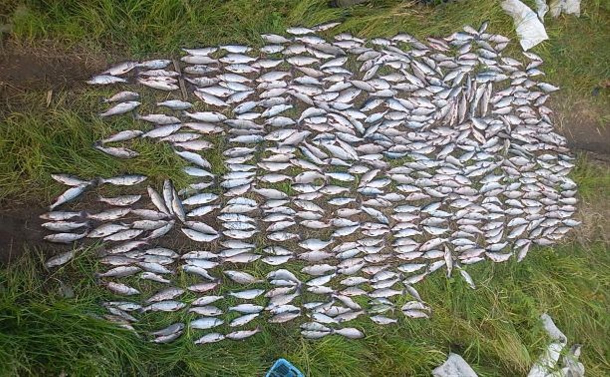 На реке Мануй задержали шестерых браконьеров, наловивших горбуши почти на 900 тысяч рублей