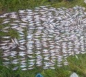 На реке Мануй задержали шестерых браконьеров, наловивших горбуши почти на 900 тысяч рублей