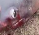 "Отличная рыбалка": сразу 4 акул выловил сахалинец в Охотском в 700 м от берега