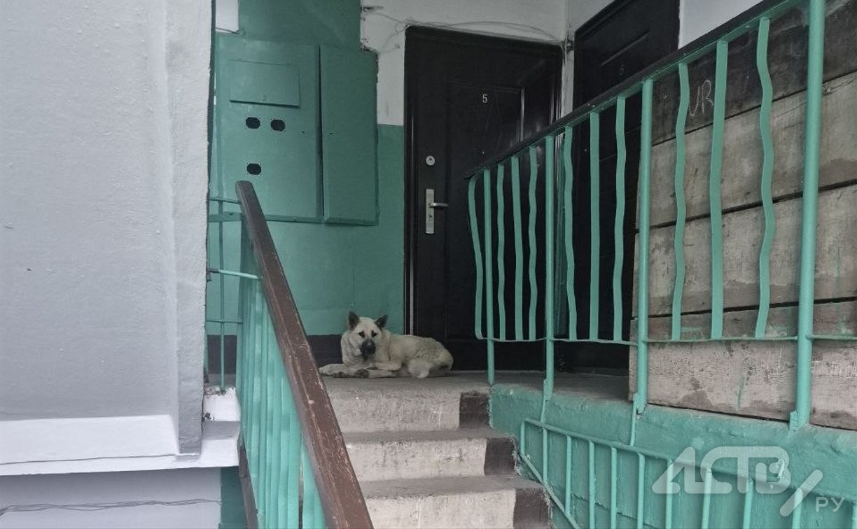 "Сами виноваты": "добрая" невельчанка приютила бездомных собак прямо в подъезде 