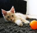 Сахалинка потеряла более миллиона рублей при продаже одного котёнка 