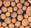 Сахалинцы начали заготавливать дрова