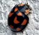 В память о прекрасном лете: божью коровку с сердечками на спинке нашли на Сахалине 