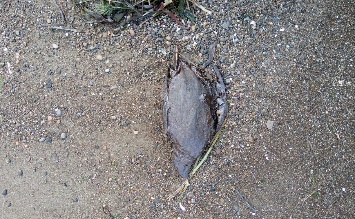 Десятки мертвых птиц в мазуте обнаружили на побережье в Холмском районе