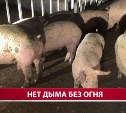 "Большая часть свиней, вероятнее всего, задохнулась": подробности о пожаре комплекса под Таранаем