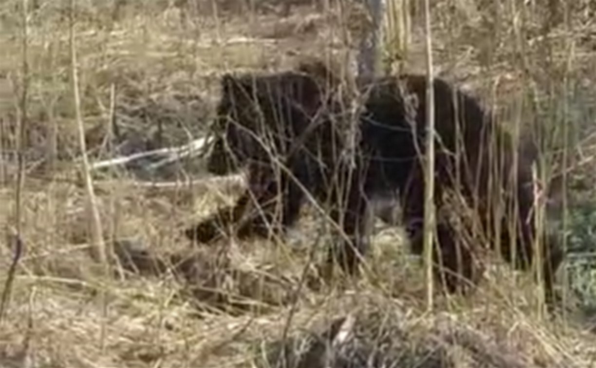 На окраины Южно-Сахалинска забрел молодой медведь