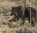 На окраины Южно-Сахалинска забрел молодой медведь