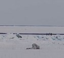 Почти 20 рыбаков уносит на льдине у побережья Сахалина