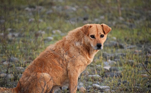 Больше 40 бездомных собак вывезли с улиц Южно-Сахалинска за две недели
