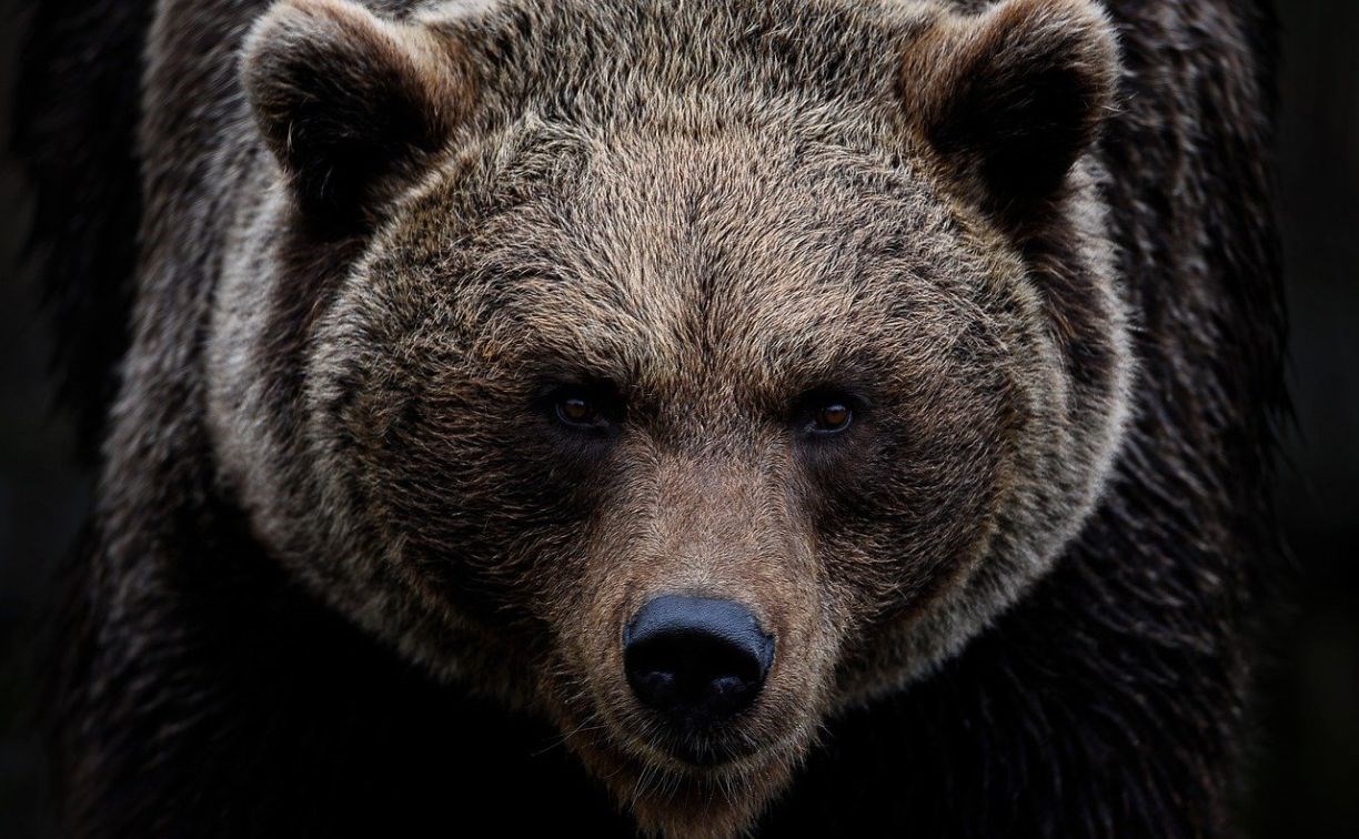Личинки трихинелл обнаружили в мясе медведя, убитом охотником на Сахалине