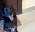 Сахалинскую собаку Ласку, которая ждала в подъезде бросившую её хозяйку, опознали