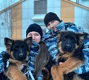 Сотрудники Центра кинологический службы УМВД России познакомили сахалинцев со своими пушистыми коллегами