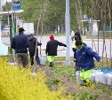 Деревья и цветущие кустарники украсят проспект Мира в Южно-Сахалинске