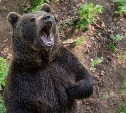 Жителей Северо-Курильска предупреждают о гуляющем медведе