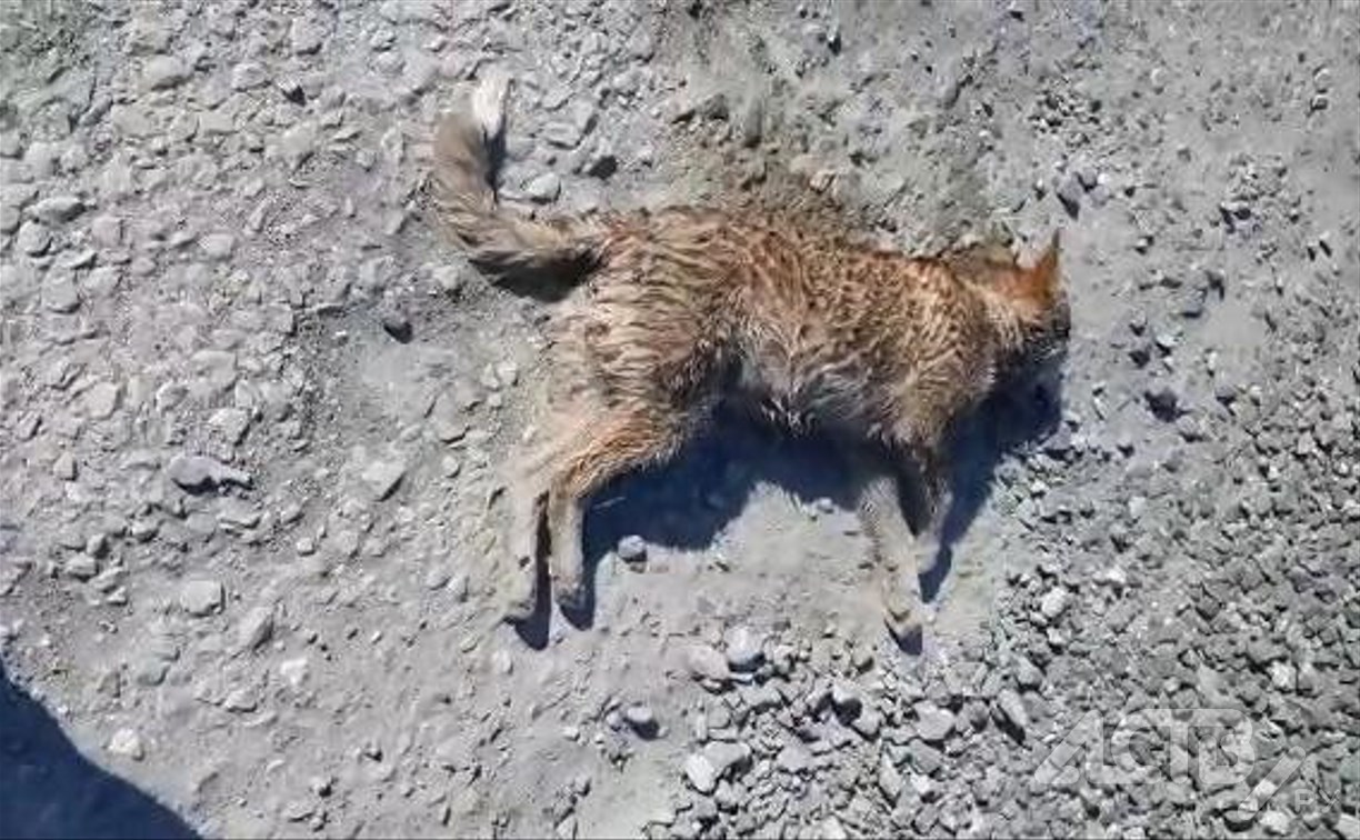 "Это убийство": кто-то специально травит собак в Южно-Сахалинске 