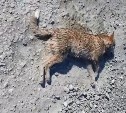 "Это убийство": кто-то специально травит собак в Южно-Сахалинске 