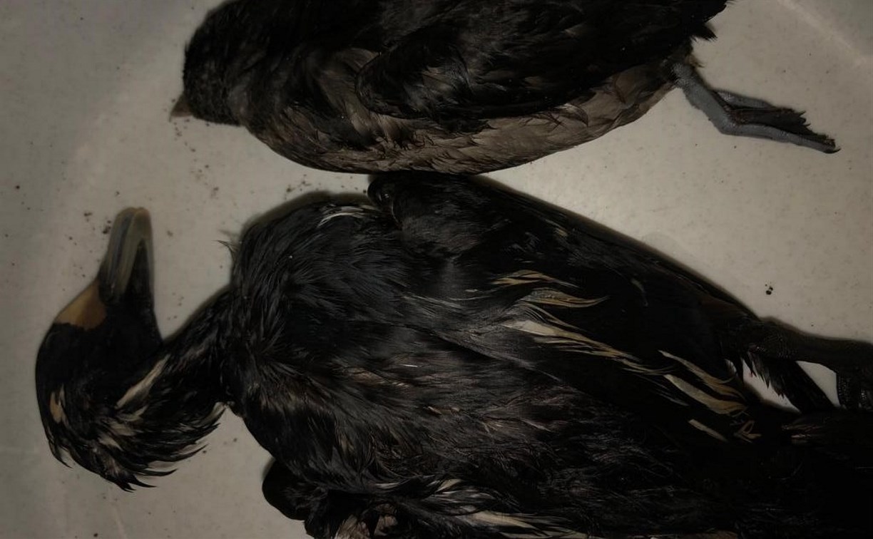 Десятки птиц погибли от нефтепродуктов в Холмском районе