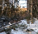 Сахалинские экологи выявили масштабную рубку леса на горе Большевик