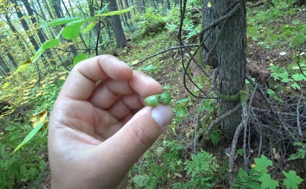 Сахалинец нашел в лесу аналог экзотического киви