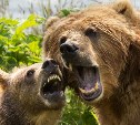 Охотоведы рассказали, сколько человек погибли от лап медведей на Сахалине в 2022 году