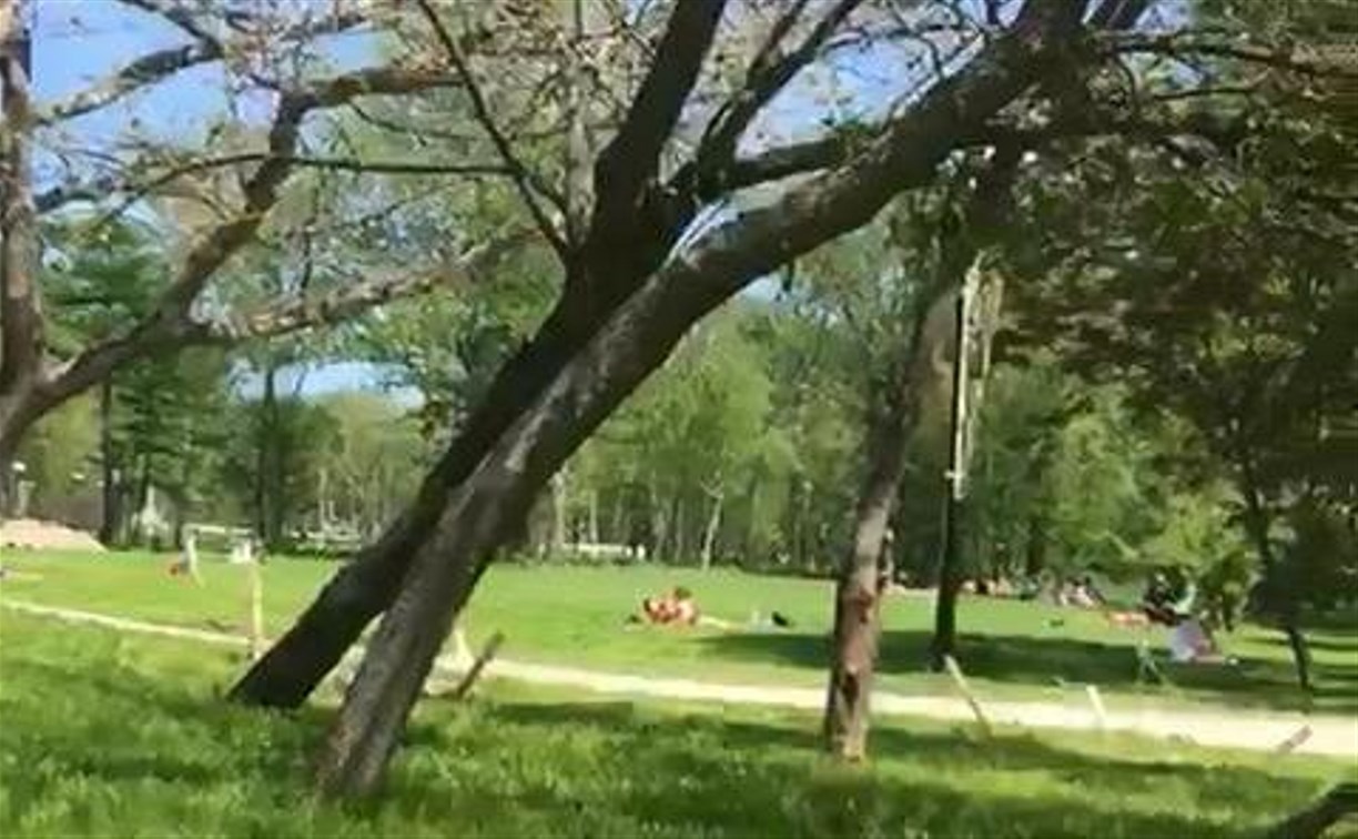 Запрет не работает: южносахалинцы жалуются на собак в  городском парке