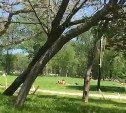 Запрет не работает: южносахалинцы жалуются на собак в  городском парке