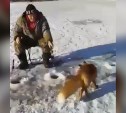 "Штук 40, наверное, съела": сахалинцы опубликовали видео лисы, утащившей корюшку у рыбаков