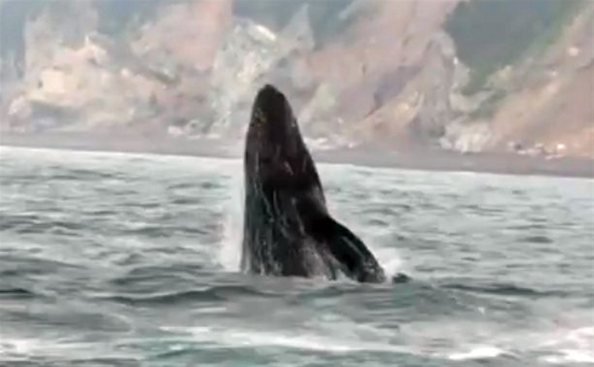 Одинокого серого кита-подростка встретил сахалинский эколог у побережья Сахалина