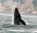 Одинокого серого кита-подростка встретил сахалинский эколог у побережья Сахалина
