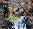 Отстрел молодых медведей ведут в лесу вдоль корсаковской трассы