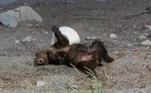 Крабовая ловушка на Итурупе поймала медведя и заставила веселиться