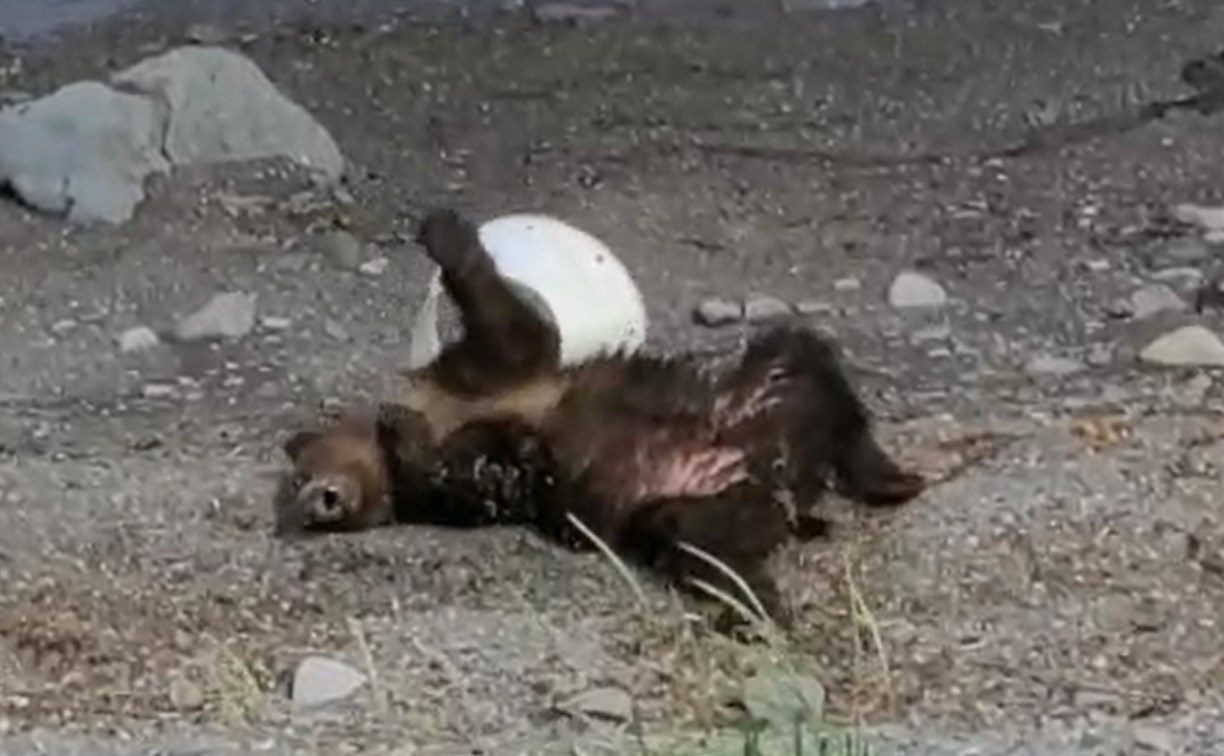 Крабовая ловушка на Итурупе поймала медведя и заставила веселиться